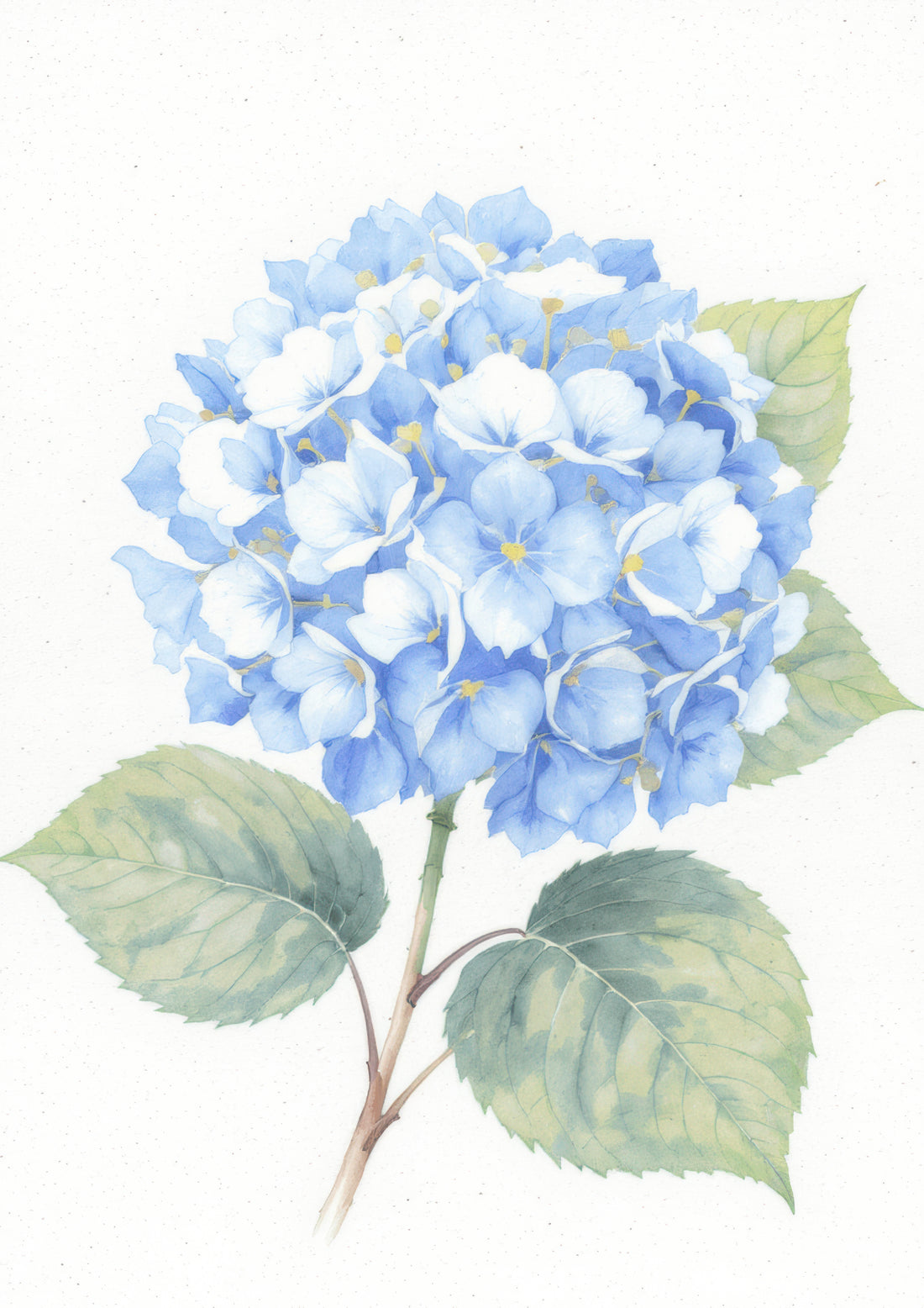 Blue Hydrangea Watercolor Single Bloom