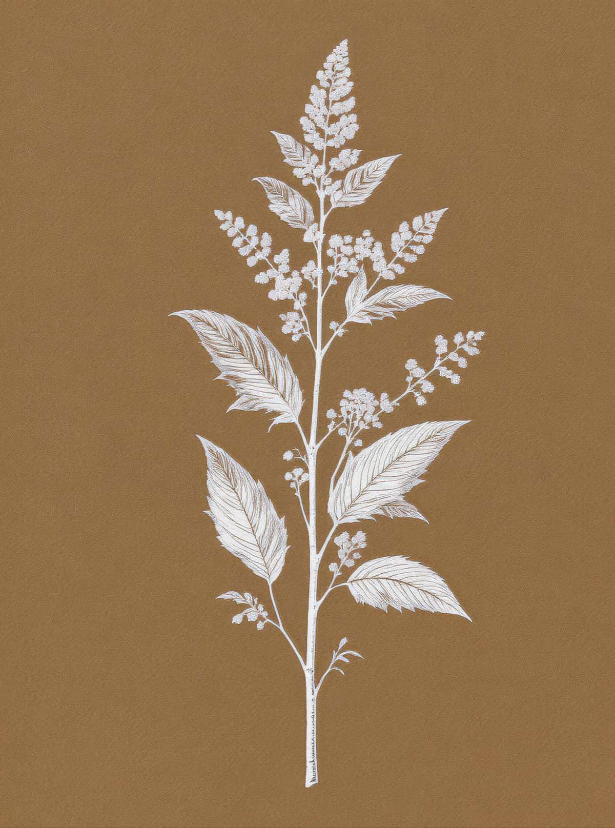 White Botanical Branch Brown Background
